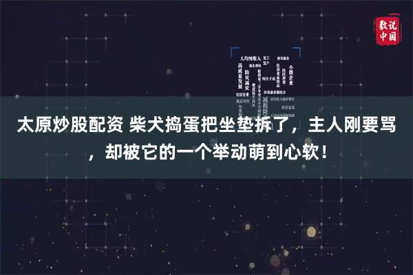 太原炒股配资 柴犬捣蛋把坐垫拆了，主人刚要骂，却被它的一个举动萌到心软！
