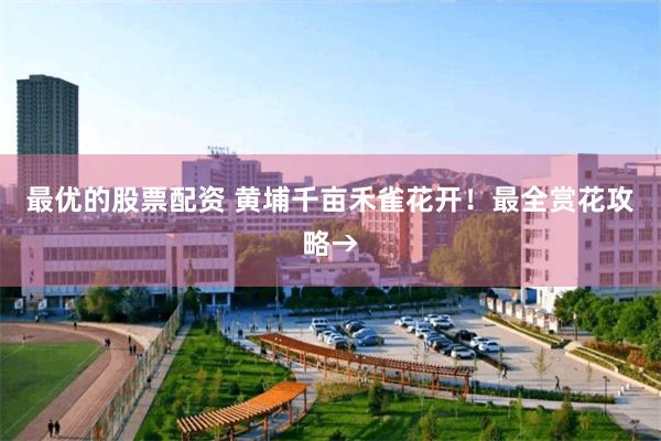 最优的股票配资 黄埔千亩禾雀花开！最全赏花攻略→