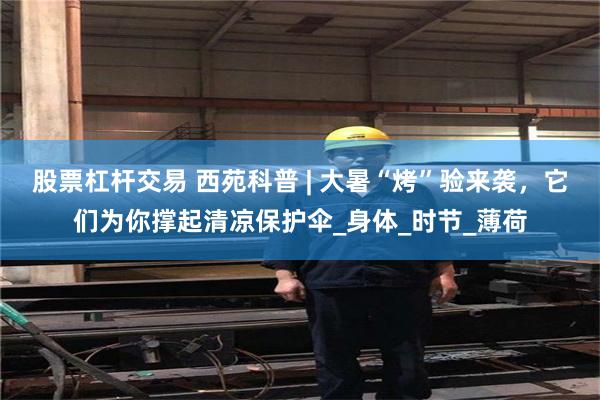 股票杠杆交易 西苑科普 | 大暑“烤”验来袭，它们为你撑起清凉保护伞_身体_时节_薄荷